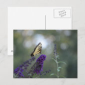 バタフライポストカードブドリーアと《写真》ぼけ味美しい ポストカード (正面/裏面)