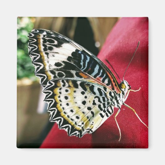 バタフライマグネット マグネット (正面)