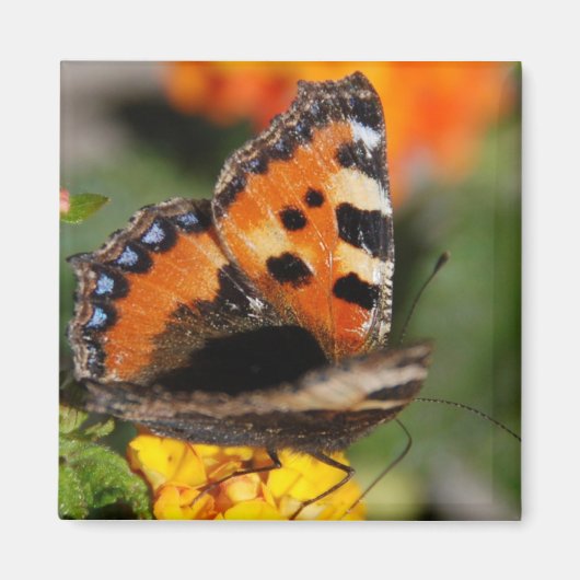 バタフライマグネット マグネット (正面)