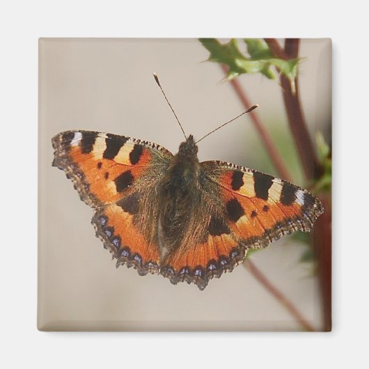 バタフライマグネット マグネット (正面)