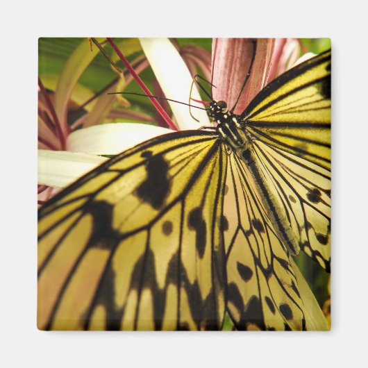 バタフライマグネット マグネット (正面)