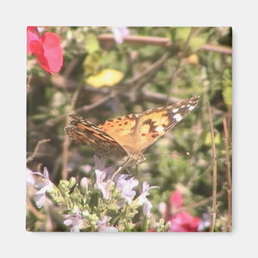 バタフライマグネット マグネット (正面)