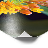 バタフライミルクウィードの芽と開花 フォトプリント            (角)