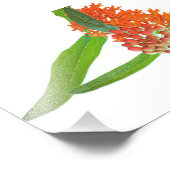 バタフライミルクウィード開花オンホワイト フォトプリント            (角)