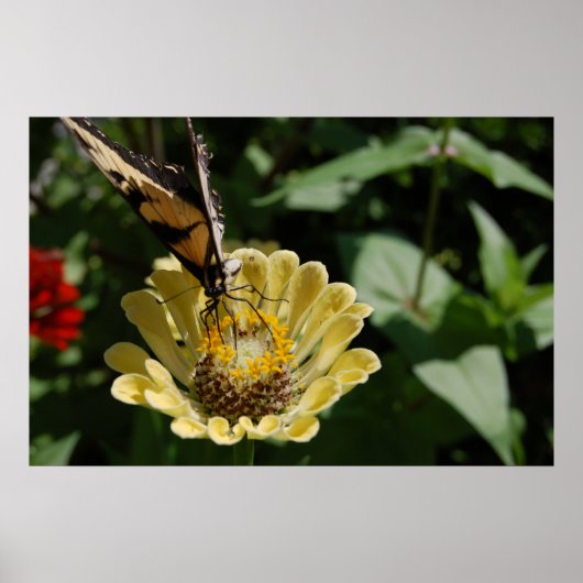 バタフライラブ ポスター (正面)