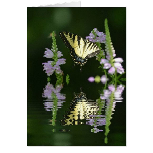 バタフライリフレクション (正面)