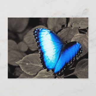 バタフライレインフォレスト – Gainesville, FL 003 ポストカード