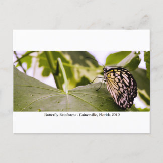 バタフライレインフォレスト – Gainesville, FL 005 ポストカード