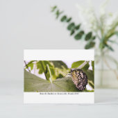 バタフライレインフォレスト – Gainesville, FL 005 ポストカード (スタンド正面)