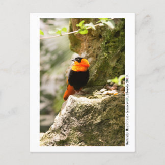 バタフライレインフォレスト – Gainesville, FL 009 ポストカード