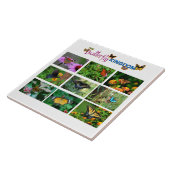 バタフライワールド タイル (側面)