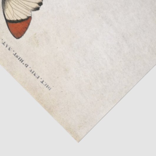 バタフライヴィンテージフランスのカルテアフターデクページ 薄葉紙 (詳細)