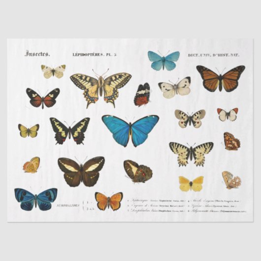 バタフライヴィンテージフランスのデコップフッシーカット 薄葉紙 (正面)