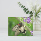 バタフライ受粉葉書 ポストカード (スタンド正面)