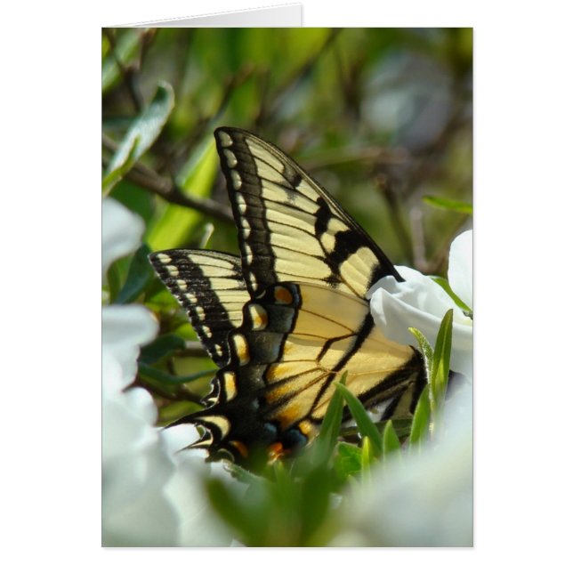 バタフライ春 (正面)