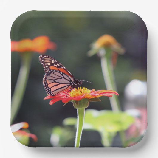 バタフライ紙プレート ペーパープレート (正面)