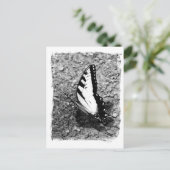 バタフライ美しい- B&W昆虫クローズアップ写真 ポストカード (スタンド正面)