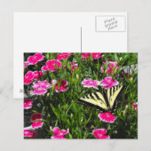 バタフライ配信 ポストカード (正面/裏面)