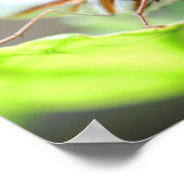 バタフライ顔クローズアップ ポスター (角)