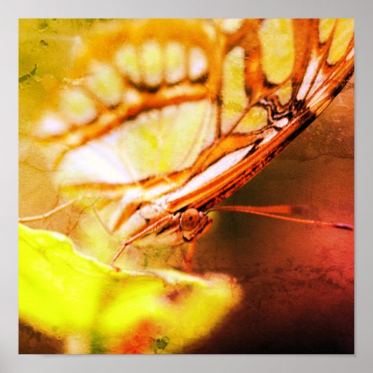 バタフライ顔クローズアッ動揺してプアート ポスター (正面)