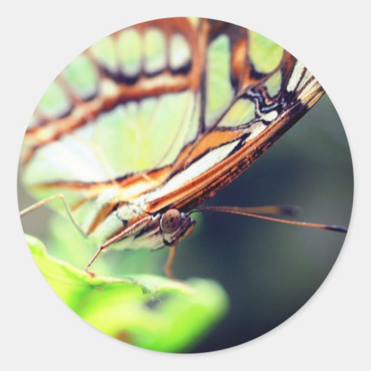 バタフライ顔自然 ラウンドシール (正面)