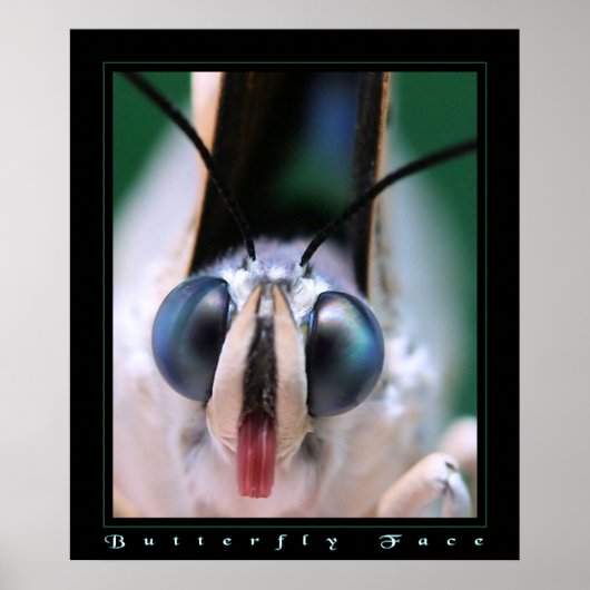 バタフライ顔 ポスター (正面)