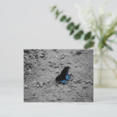 バタフライ2はがき ポストカード (スタンド正面)