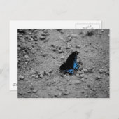 バタフライ2はがき ポストカード (正面/裏面)