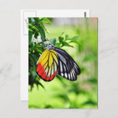 バタフライ – はがき (正面/裏面)