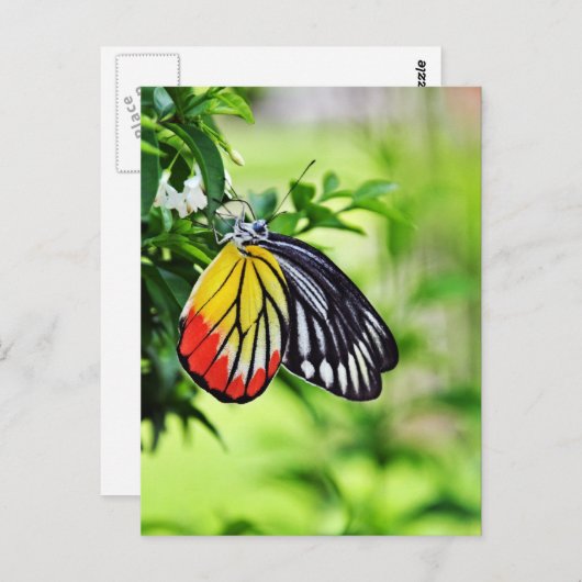 バタフライ – はがき (正面/裏面)
