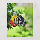 バタフライ – はがき (正面)