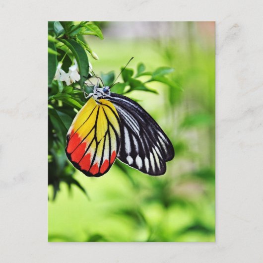 バタフライ – はがき (正面)