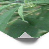 バタフライ・イン・モーション・ポスター/プリント縁ど ポスター (角)