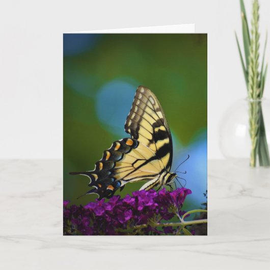 バタフライ、カード カード (正面)