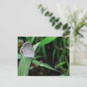 バタフライ＆ドロップ @ ナインマイルラン ポストカード (スタンド正面)