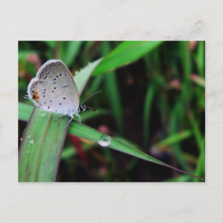 バタフライ＆ドロップ @ ナインマイルラン ポストカード