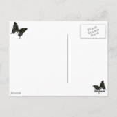 バタフライ・フィクションのアゲハチョウはがき ポストカード (裏面)