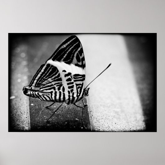 バタフライ ポスター (正面)