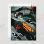 バタフライII ポストカード (正面/裏面)