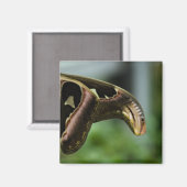 バタフライP6335 マグネット (正面/裏面)