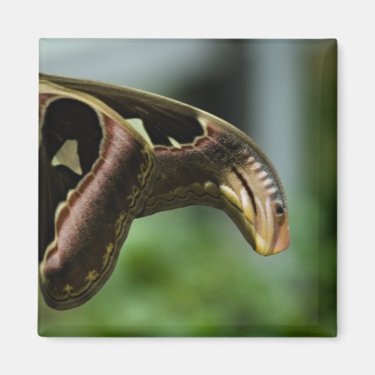 バタフライP6335 マグネット (正面)