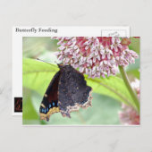 バタフ食べ物を与えライ ポストカード (正面/裏面)