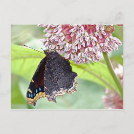 バタフ食べ物を与えライ ポストカード