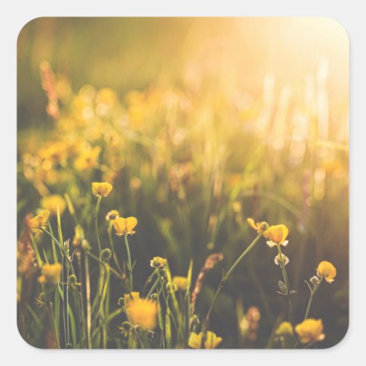 バターカップサンダウン スクエアシール (正面)