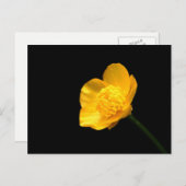 バターカップフラワーpccnm ポストカード (正面/裏面)