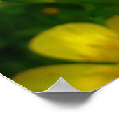 バターカップポスタープリントワイルドハウアーアートプリント ポスター (角)