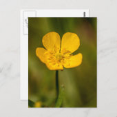 バターカップポストカード ポストカード (正面/裏面)