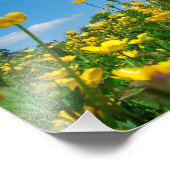 バターカップ場 フォトプリント            (角)