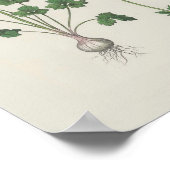 バターカップ植物野草 ポスター (角)