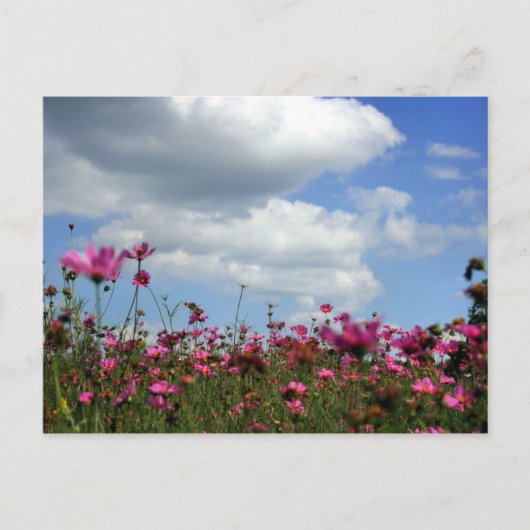 バターカップ ポストカード (正面)